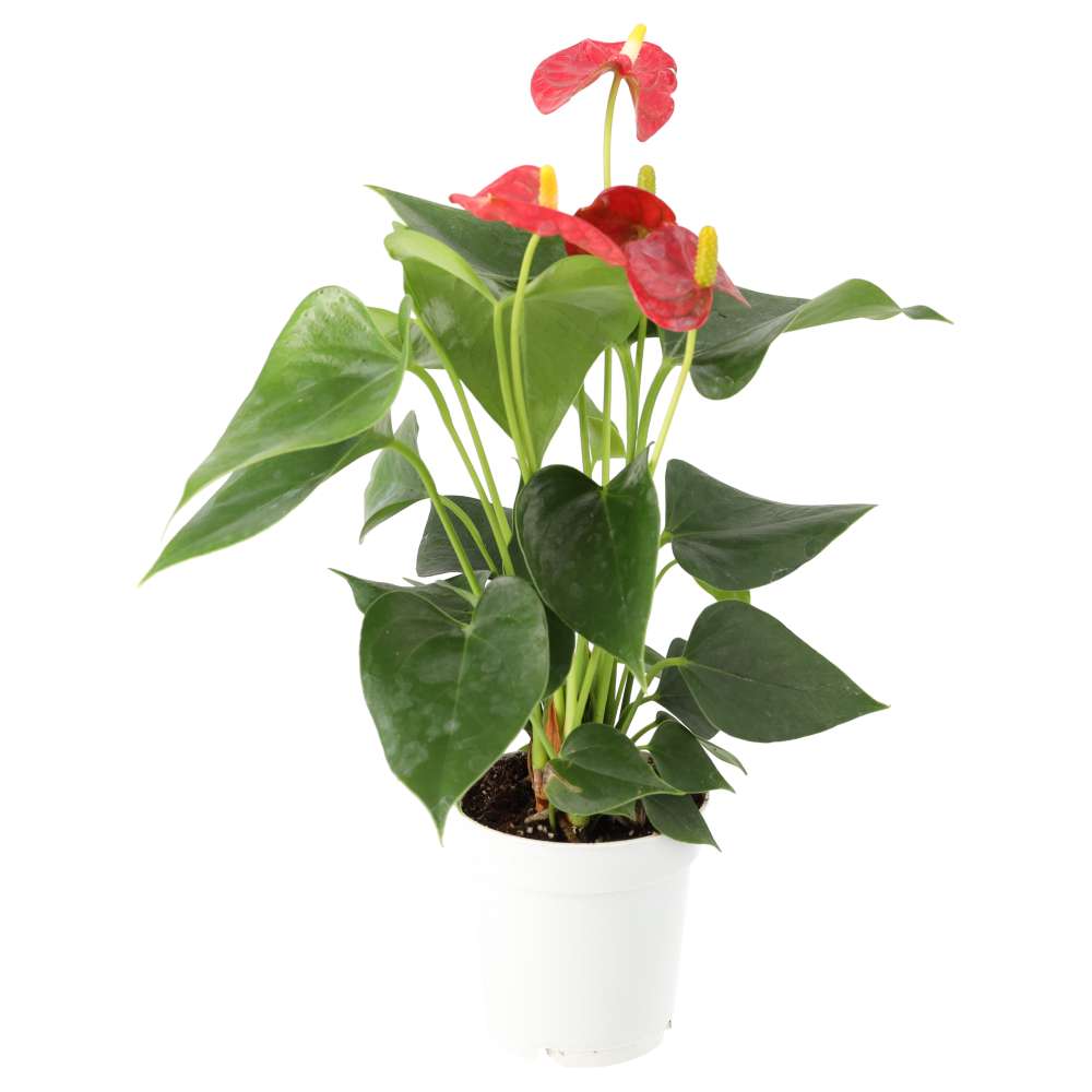 Flamingo Flower (Medium)