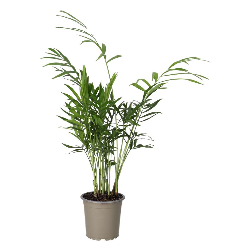 Parlour Palm (Medium)