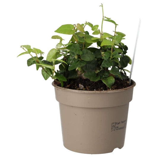 Live Plant: Creeping Fig