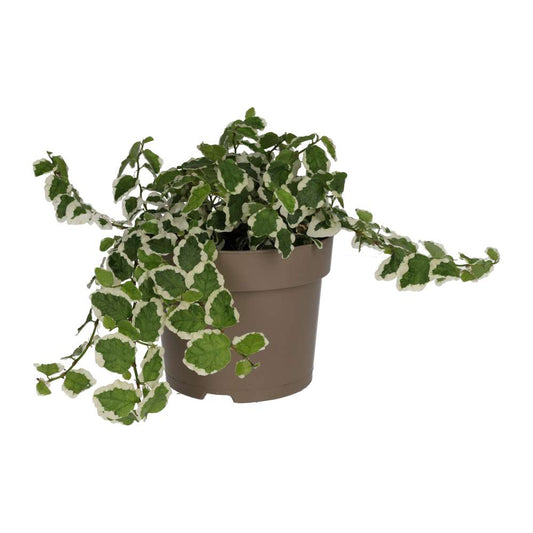 Live Plant: Creeping Fig “Variegated”