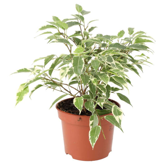 Live Plant. Weeping Fig ‘Variegated’ (Large)
(Ficus benjamina