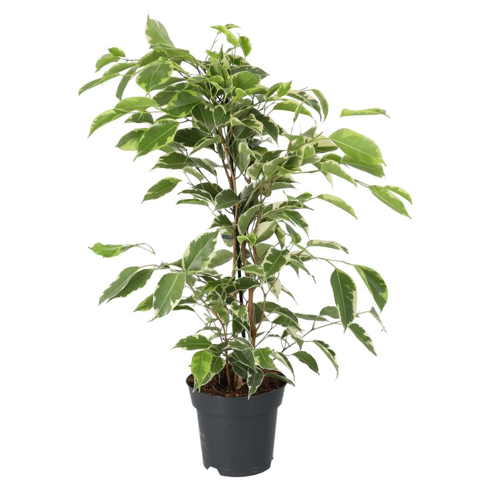 Live Plant: Weeping Fig ‘Variegated’ Extra Tall (Ficus benjamina ...