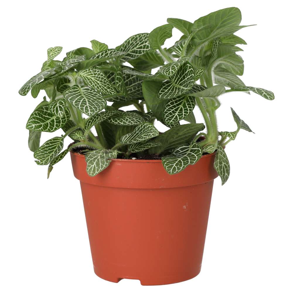 Live plant. Fittonia (Medium)