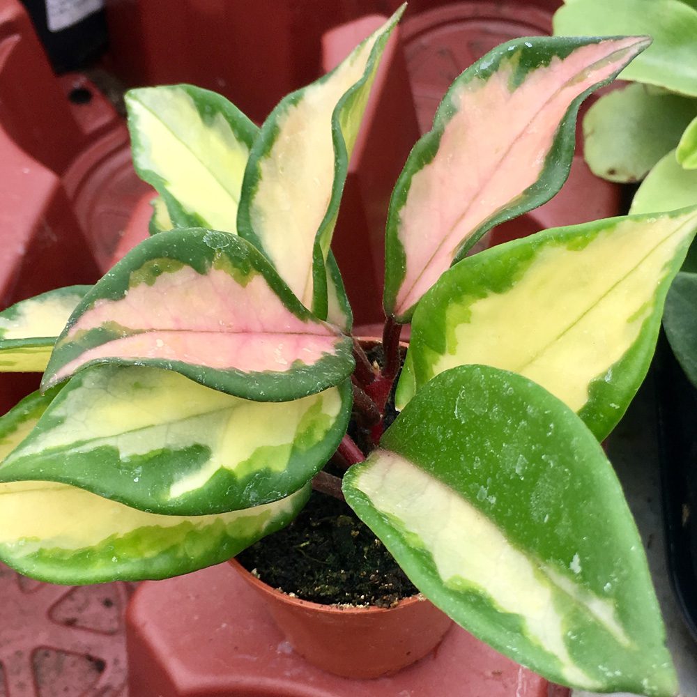 Live plant. Hoya tricolor (Small)