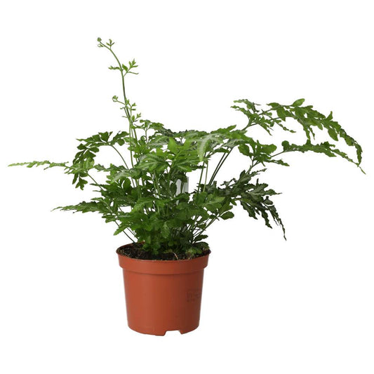 Live plant. Pteris Fern (Medium)