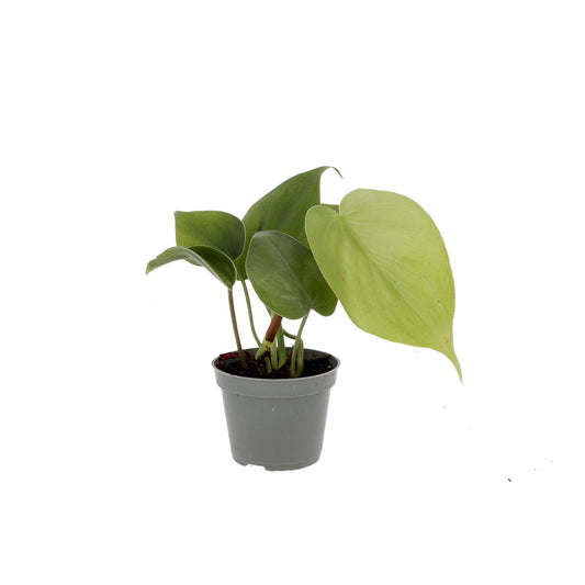 Live plant. Philodendron scandens (Small)