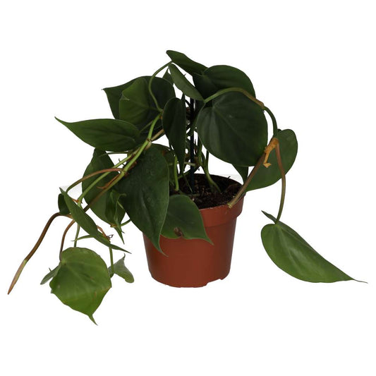 Live plant. Philodendron scandens (Large)