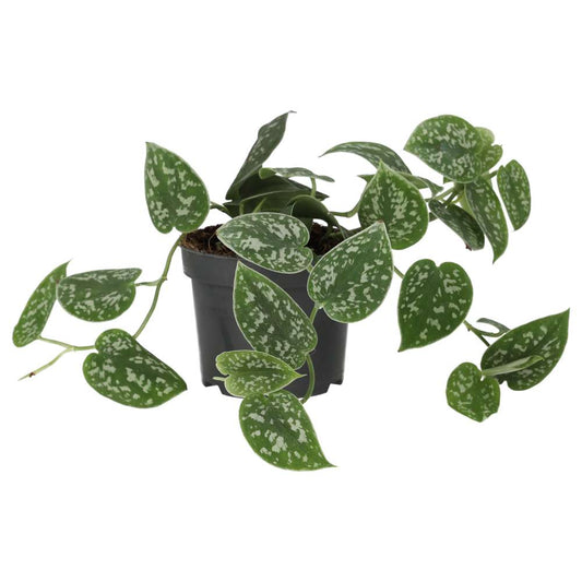 Live plant. Scindapsus pictus (Large)