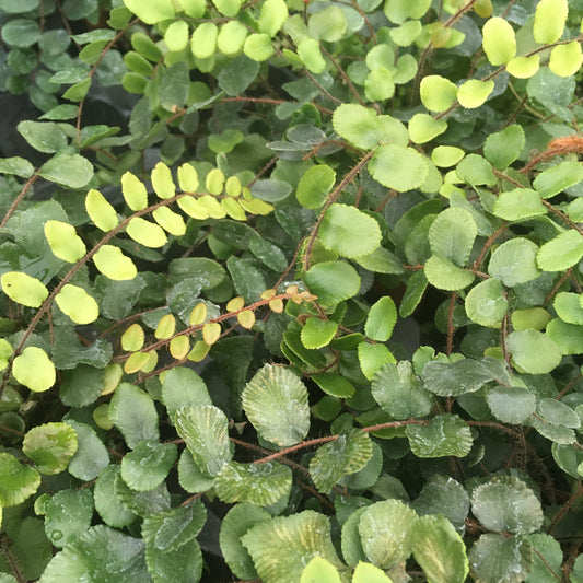 Live plant. Button Fern (Medium)