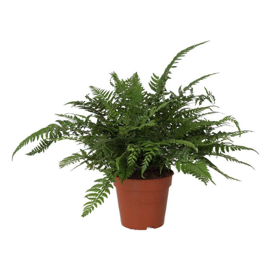 Live plant. Korean Rock Fern (Large) (Polystichum tsus-simense)