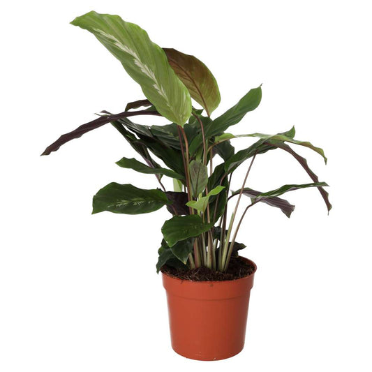 Calathea mix (Large)