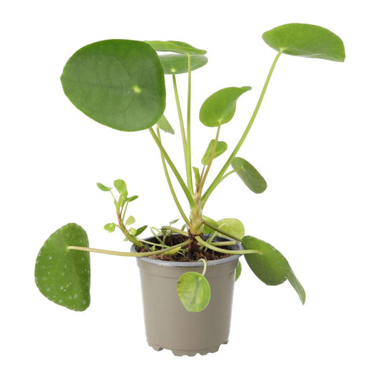 Chinese Money Plant (Large) (Pilea peperomoides)