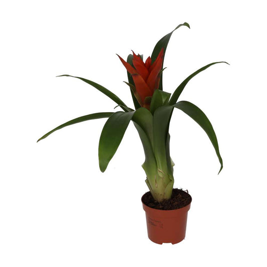 Live plant. Bromeliad ‘mixed colours’ (Medium)