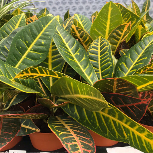 Live Plant. Garden Croton ‘Nervia’ (Large)