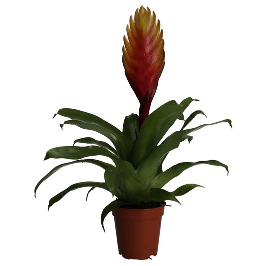 Live plant. Orange Spike Bromeliad (Small)