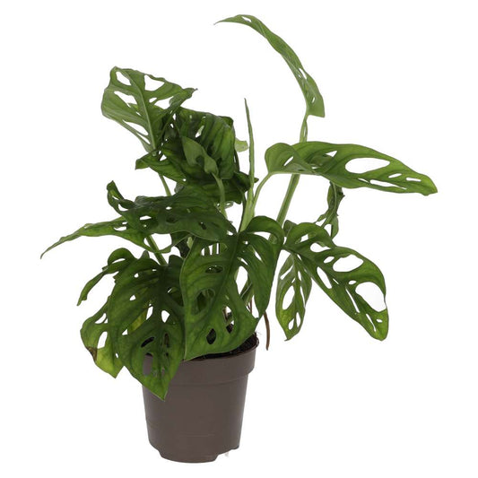 Live plant. Monkey Mask Plant (Large)
(Monstera obliqua leichtlinii)