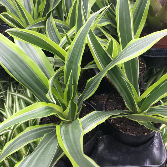 Dragon Plant (Large) (Dracaena sp)