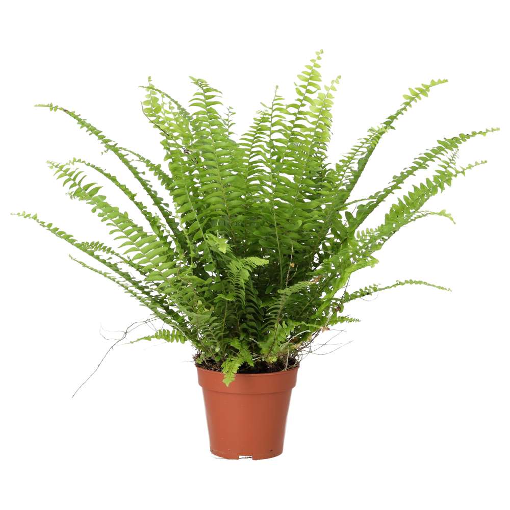 Live plant. Boston Fern (Large)