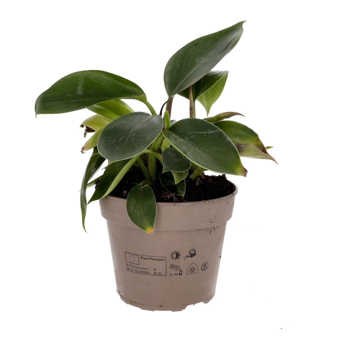 Live plant. Philodendron ‘Green’ (Large)