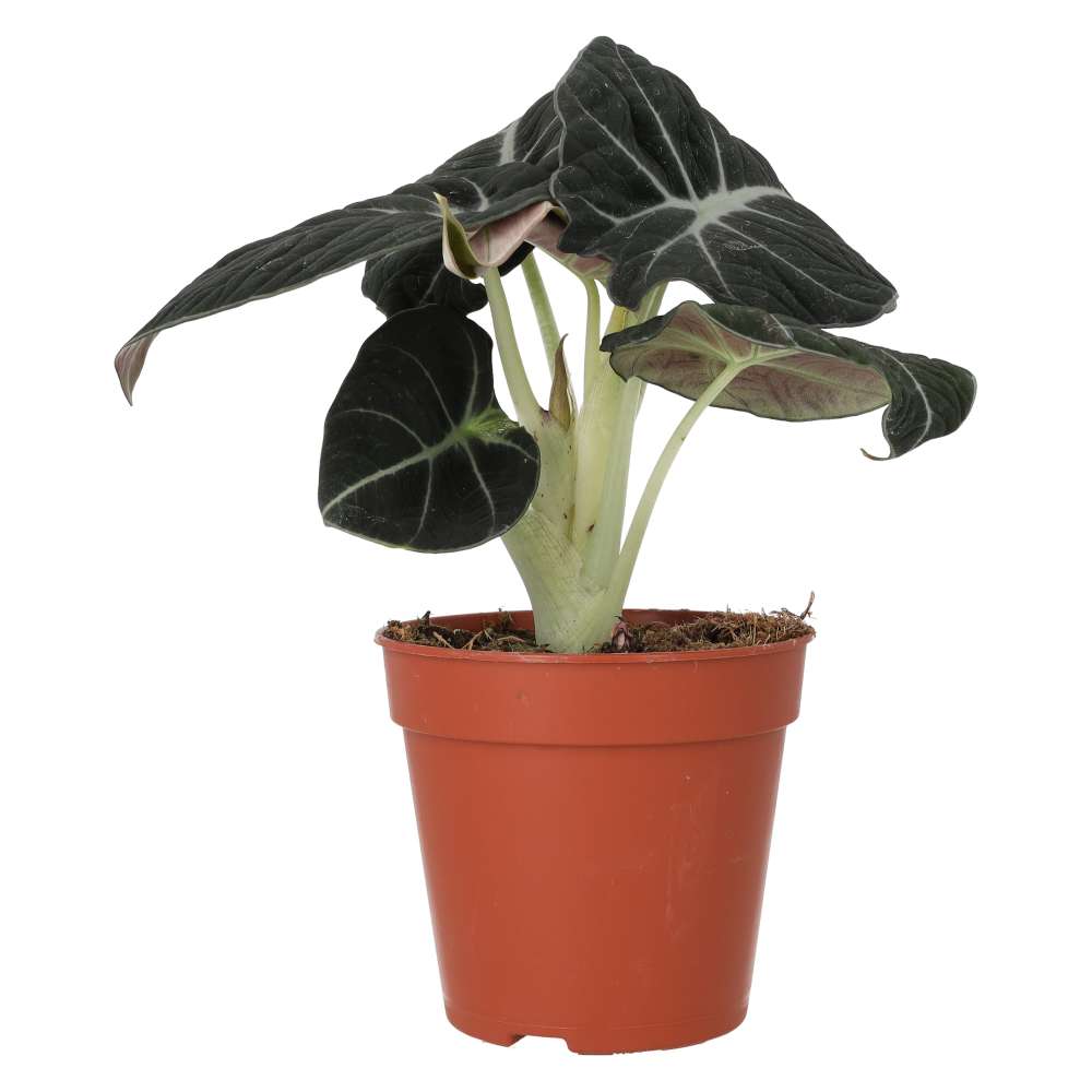 Alocasia ‘Black Velvet’ (Large)