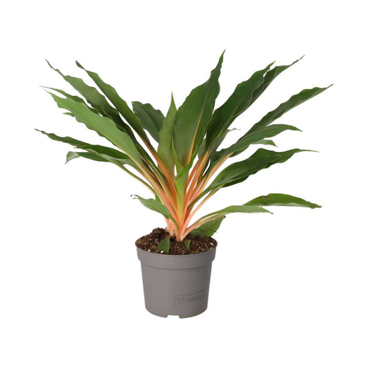 Live plant. Orange Spider Plant (Large) (Chlorophytum orchidastrum)