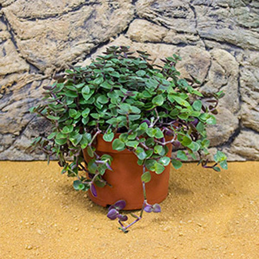 Live Food Plant: Turtle Vine (Large)