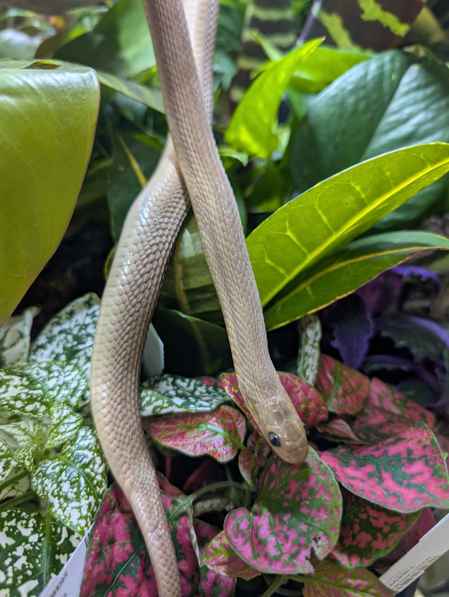 Egg Eating Snake- Dasypeltis fasciata