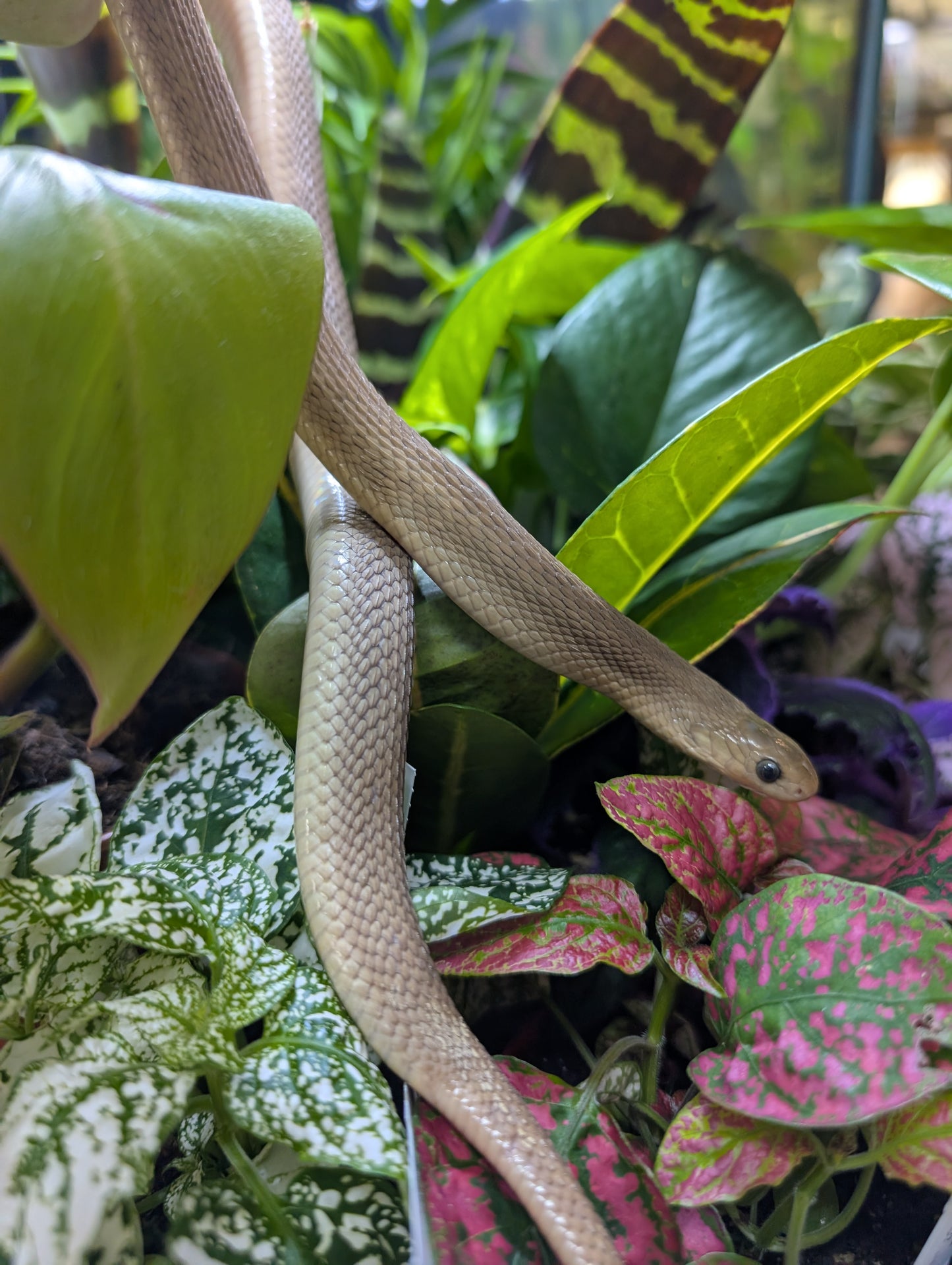 Egg Eating Snake- Dasypeltis fasciata