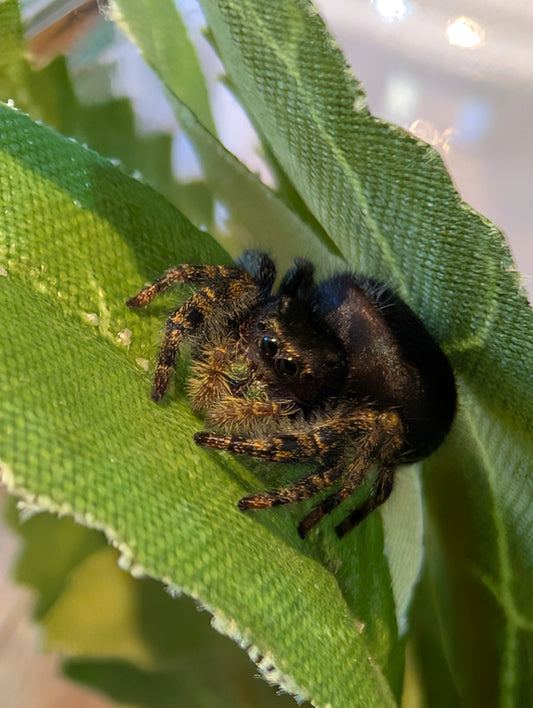 Phidippus audax Pryor Mountain - Orange (SA)