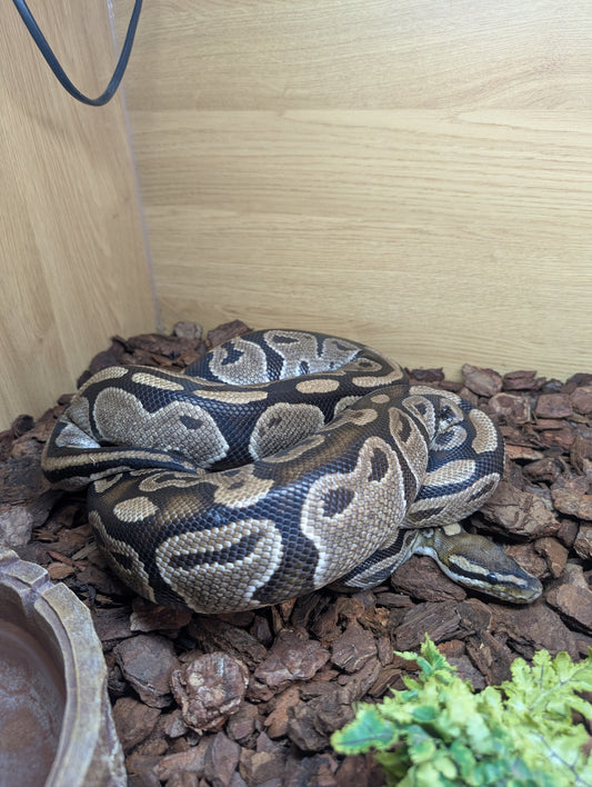 Royal Python- Python regius REHOMER Male