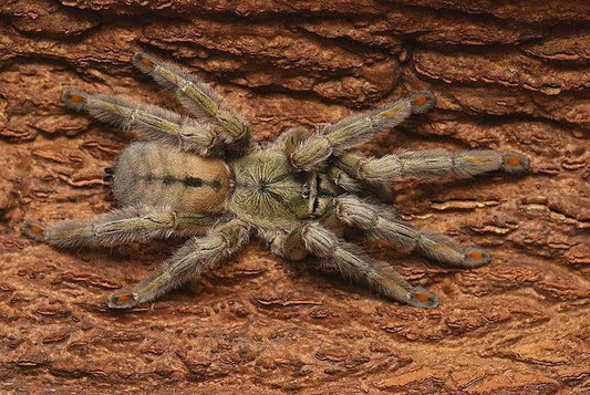 Psalmopoeus cambridgei Trinidad Chevron (1-2cm)