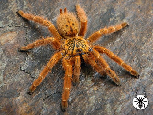 Pterinochilus murinus (RCF) Orange Bitey Thing (1-2cm)