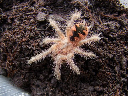 Pamphobeteus sp. “Machalla” Purple Bloom (2cm)