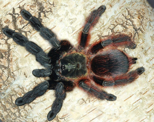 Psalmopoeus victorii Darth Maul Spider (1-2cm)