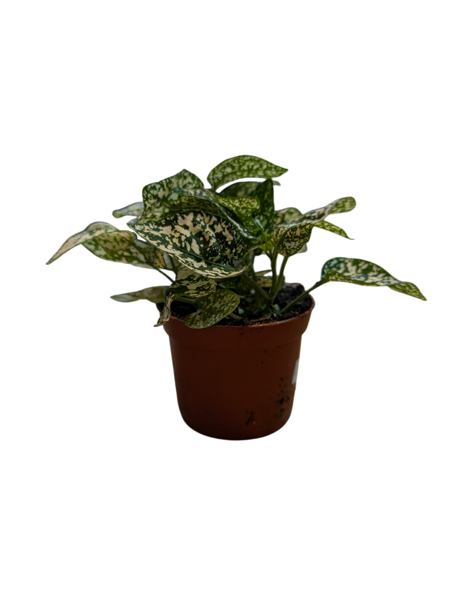 Polkadot Plant Med- Hypoestes