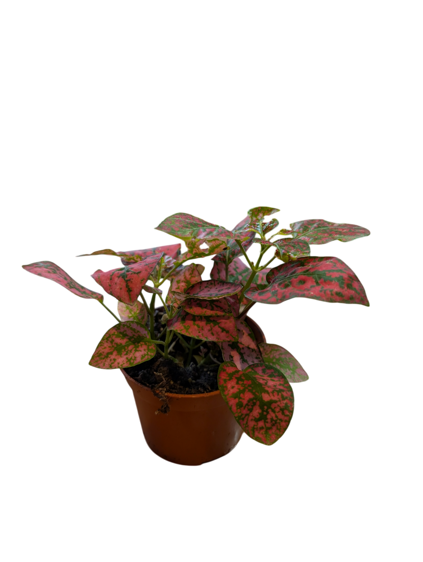 Polkadot Plant Med- Hypoestes