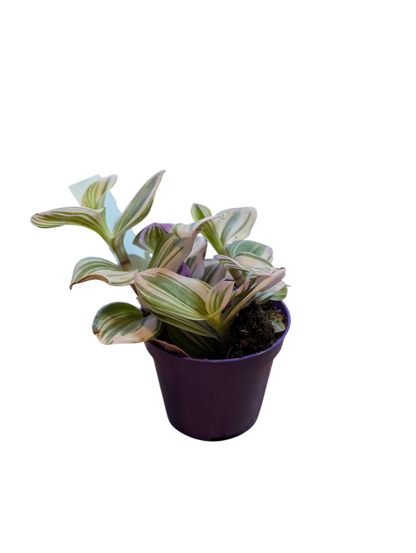 Tradescantia med