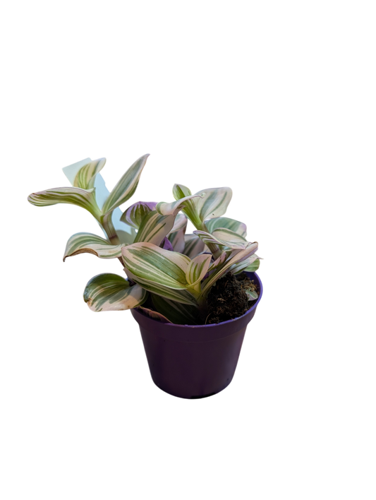 Tradescantia med