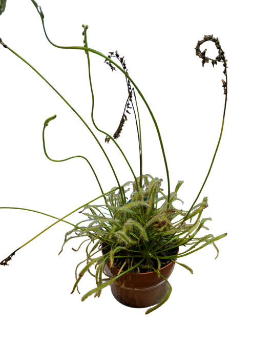 Cape Sundew- Drosera capensis Large