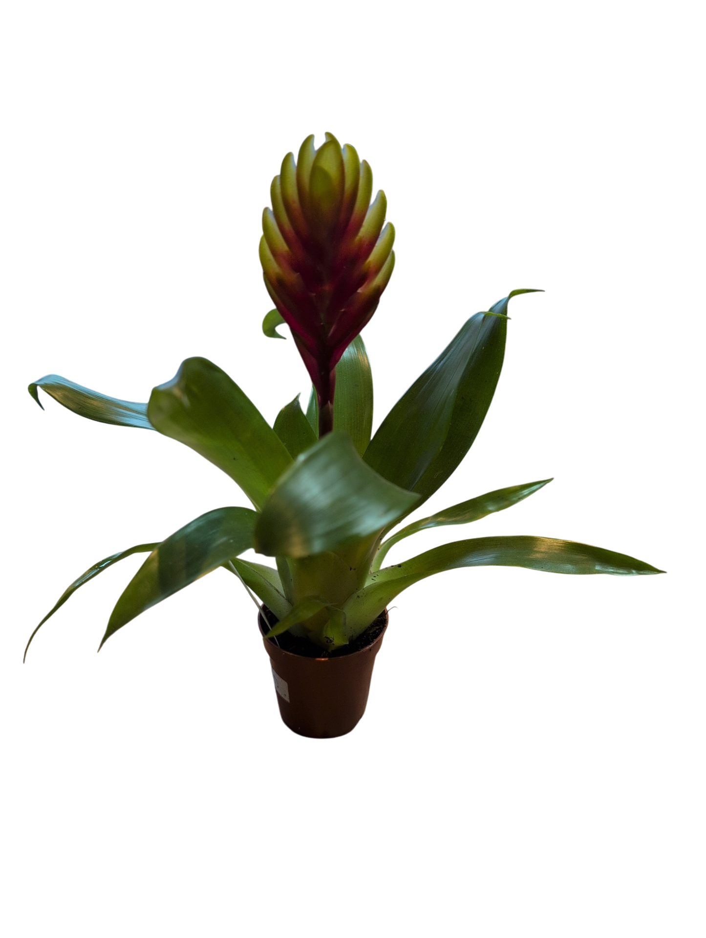 Vriesea El Dorado Small