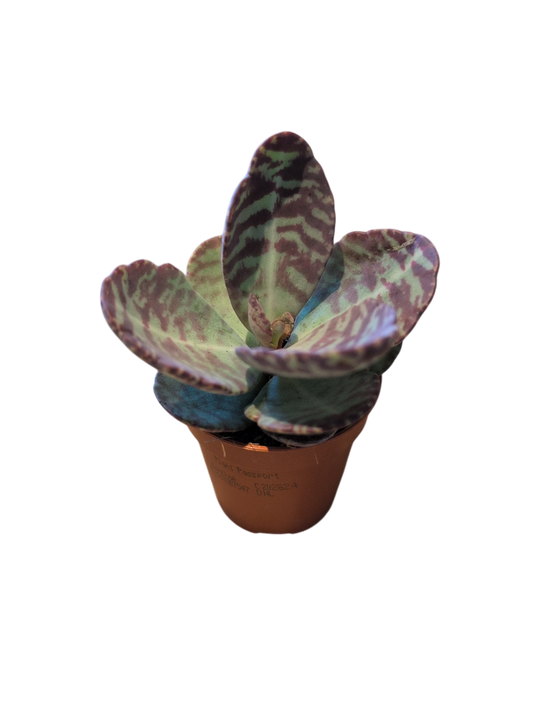 Zebra Succulent (Small) Kalanchoe