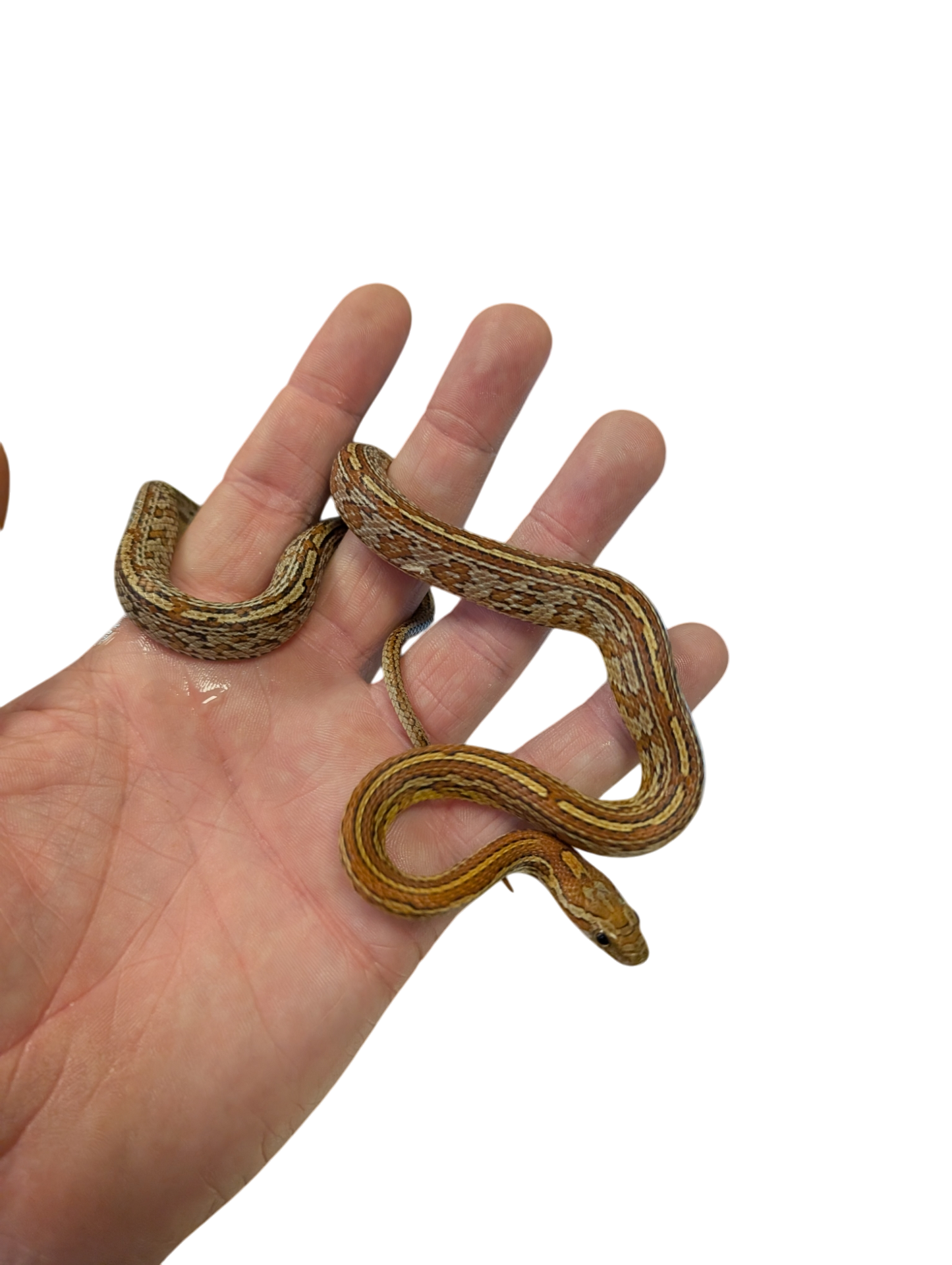 Tessera Corn Snake Male