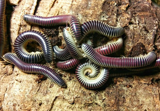 Chicobolus spinigerus Purple Ivory Millipede