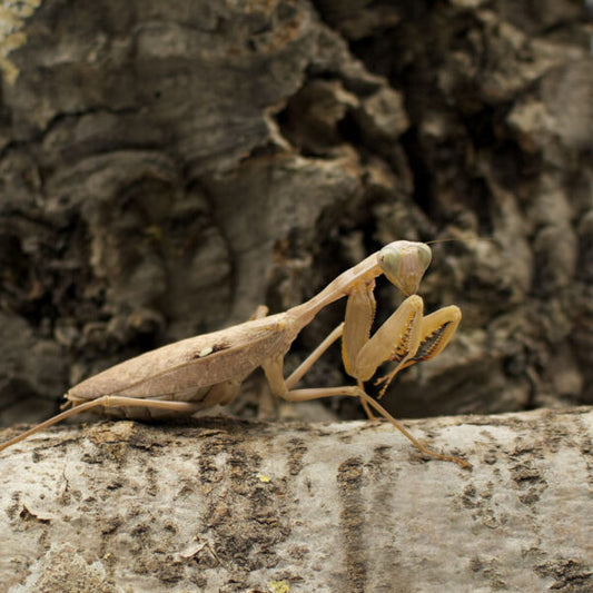 Timor Shield Mantis- Rhombodera kirybi