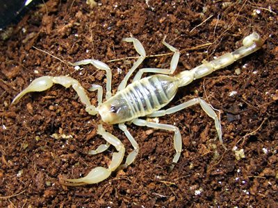 Sminigerus mesaensisw Dune Scorpion (SA/A)