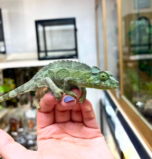 Crested Jackson Chameleon- Female