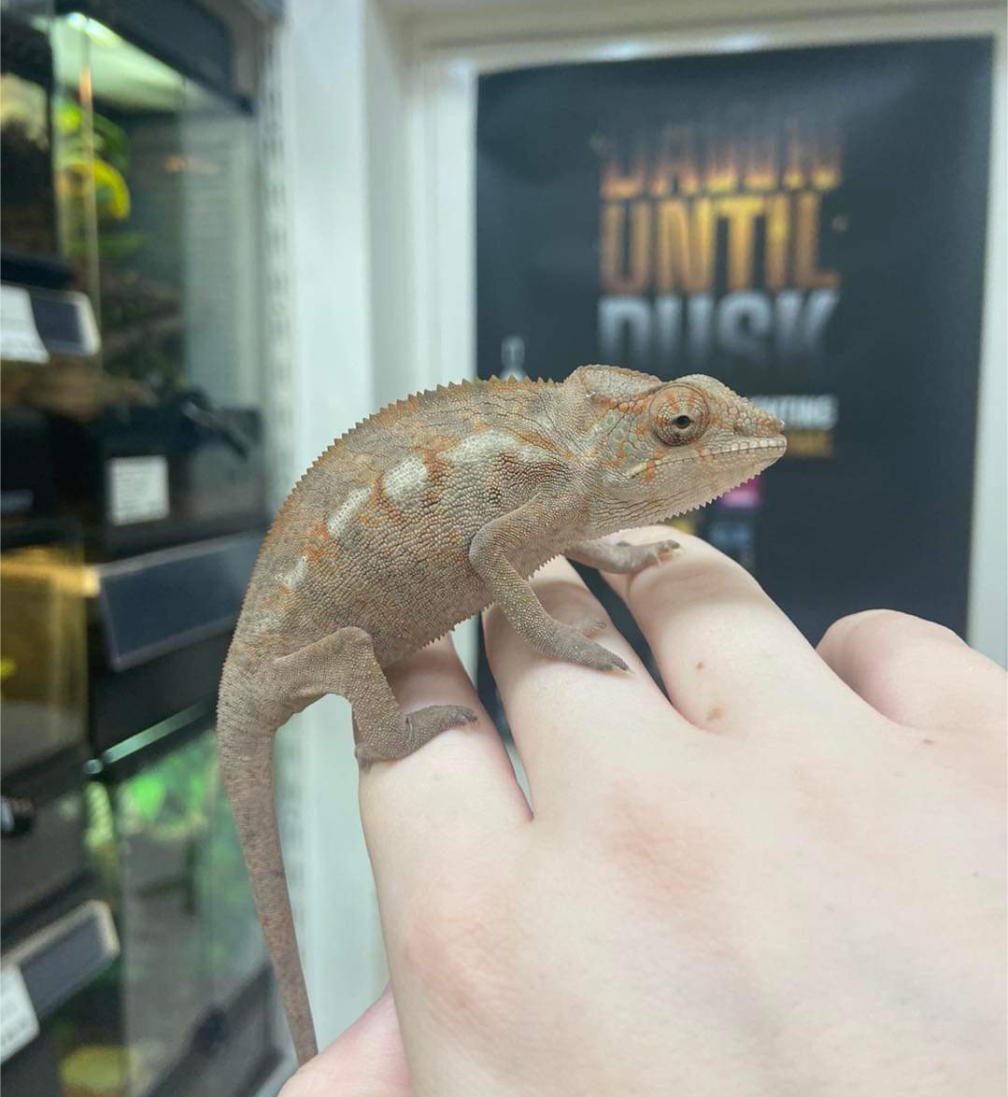 Panther Chameleon "Sambava"- Female