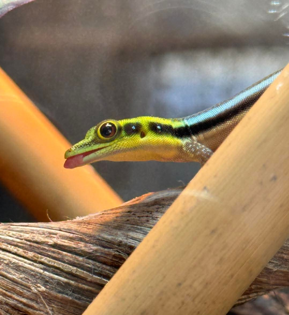 Neon Day Geckos- Phelsuma klemmeri