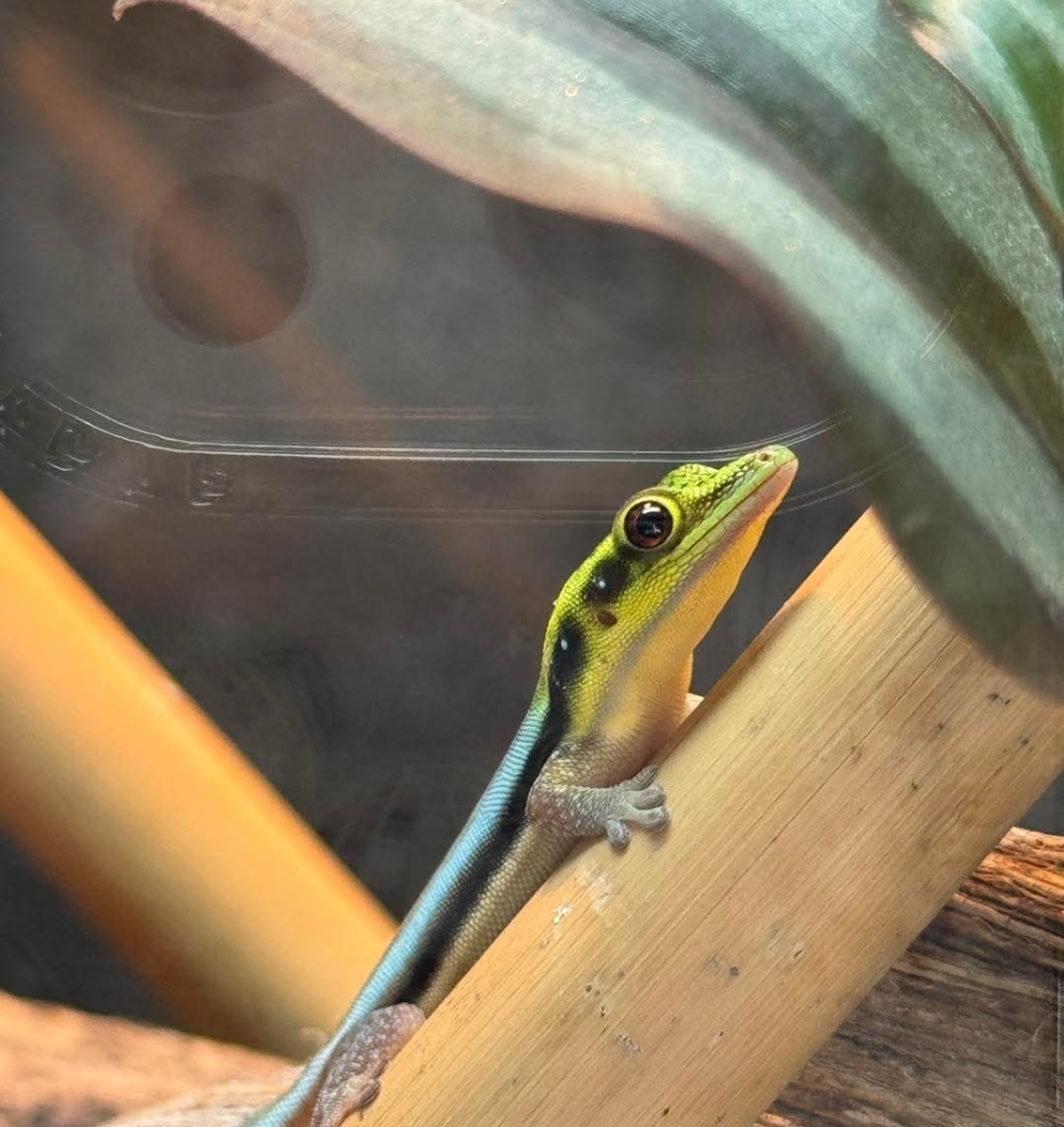 Neon Day Geckos- Phelsuma klemmeri