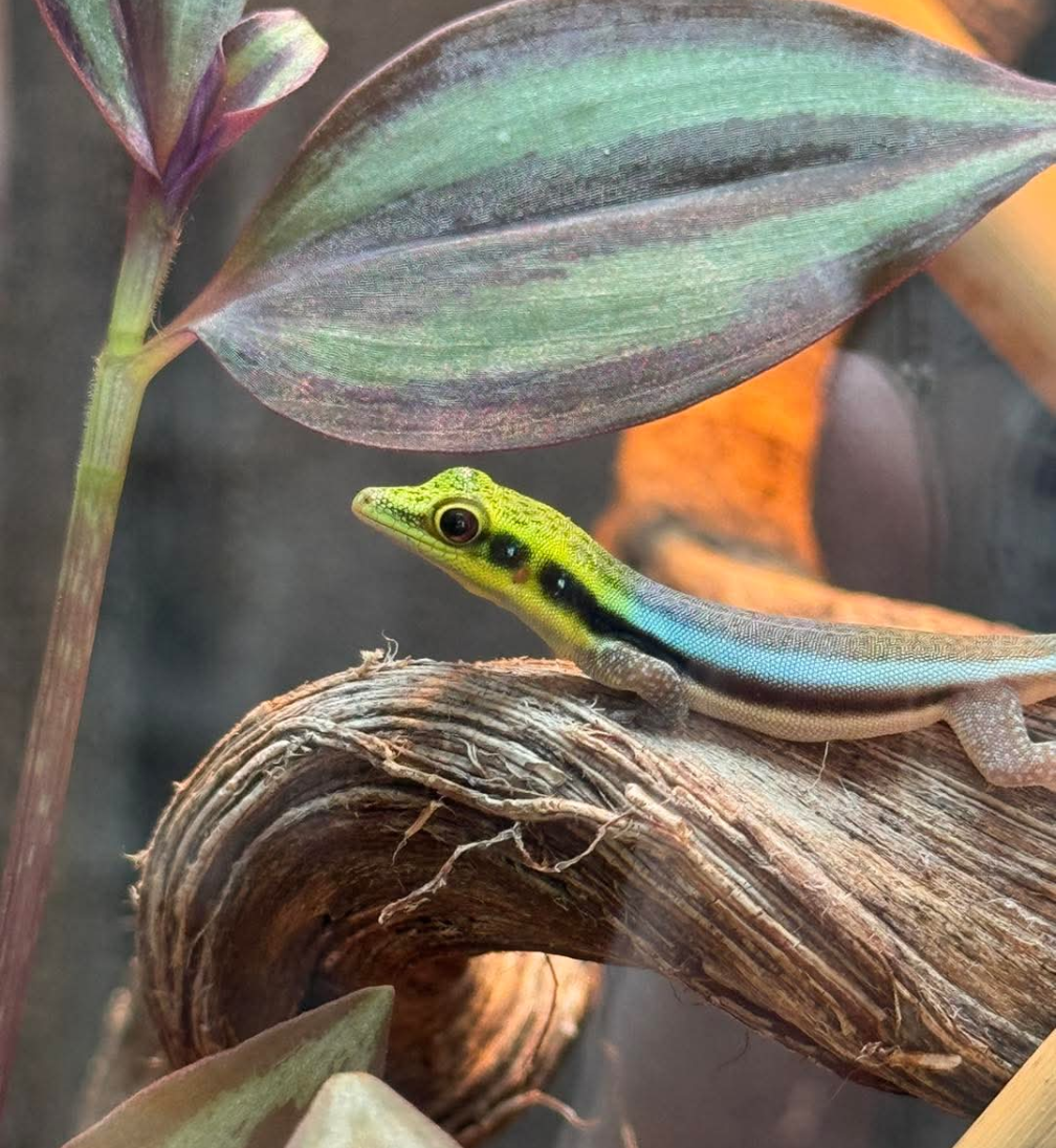 Neon Day Geckos- Phelsuma klemmeri